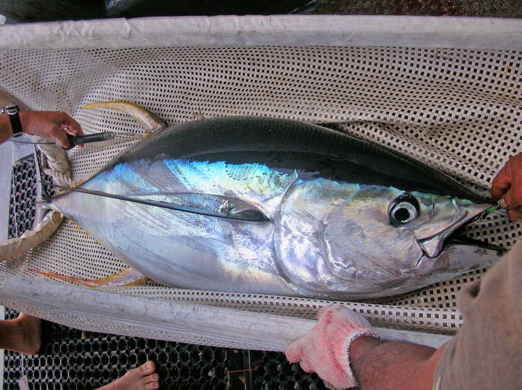 Toile spécifique pour Poissons